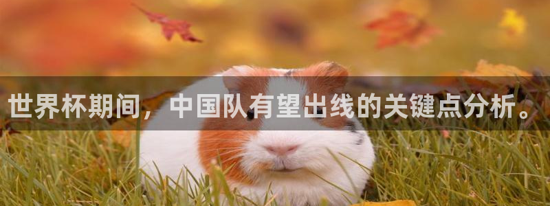 2026世界杯官网：世界杯期间，中国队有望出线的关键点分析。